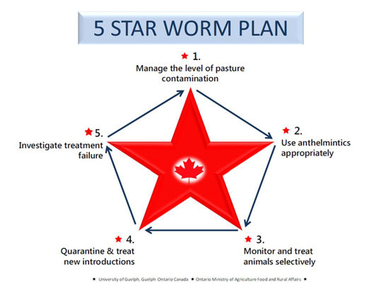 5 Star Worm Plan